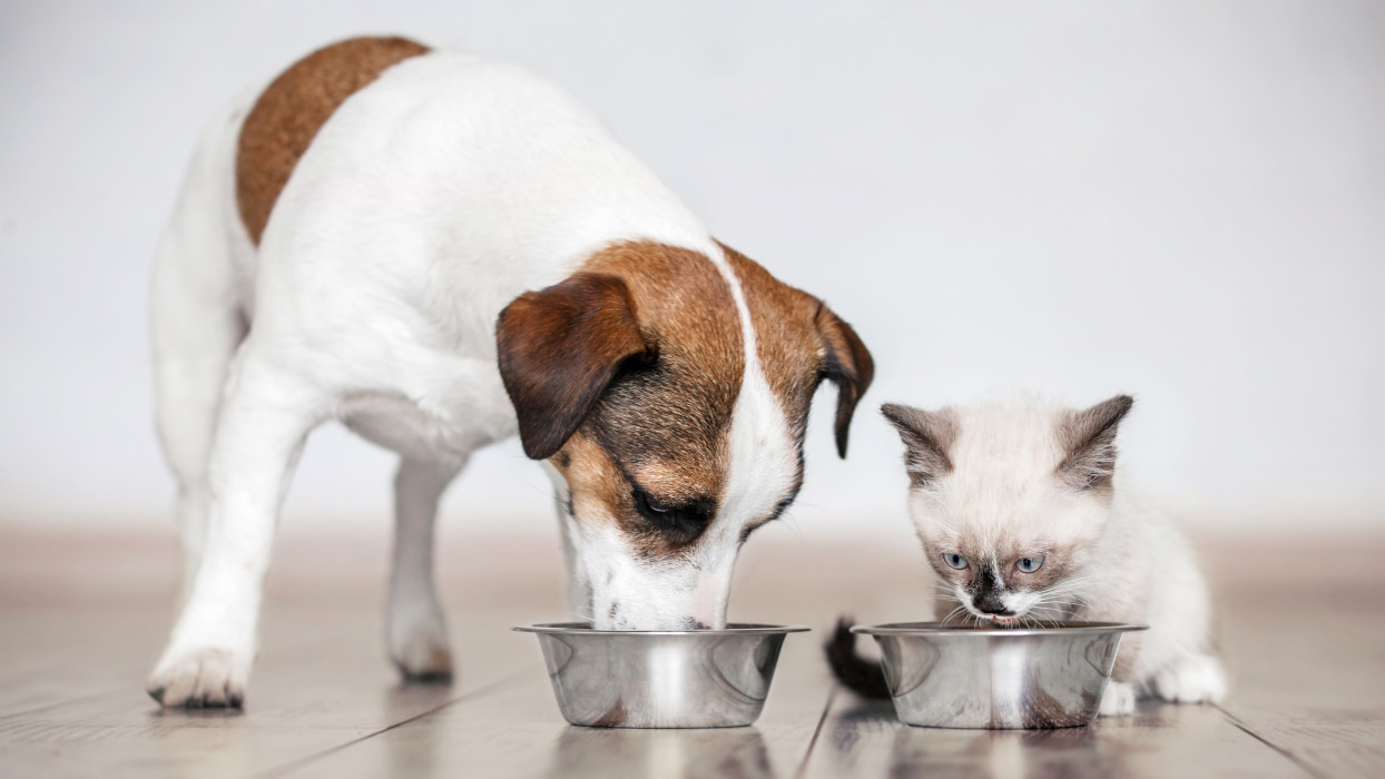 La importancia de los nutrientes en los alimentos procesados para mascotas