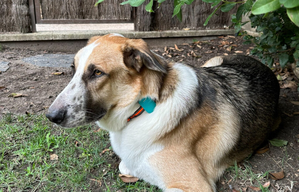 Alai Secure impulsa la revolución de los wearables petfriendly en México