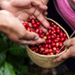 “Todos Sembramos Café”, la iniciativa de Starbucks México que está transformado el campo cafetalero
