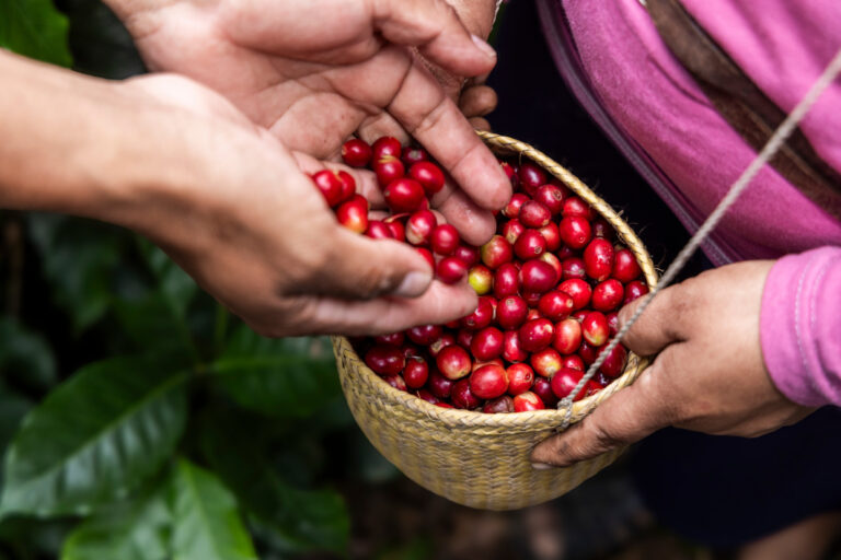 “Todos Sembramos Café”, la iniciativa de Starbucks México que está transformado el campo cafetalero