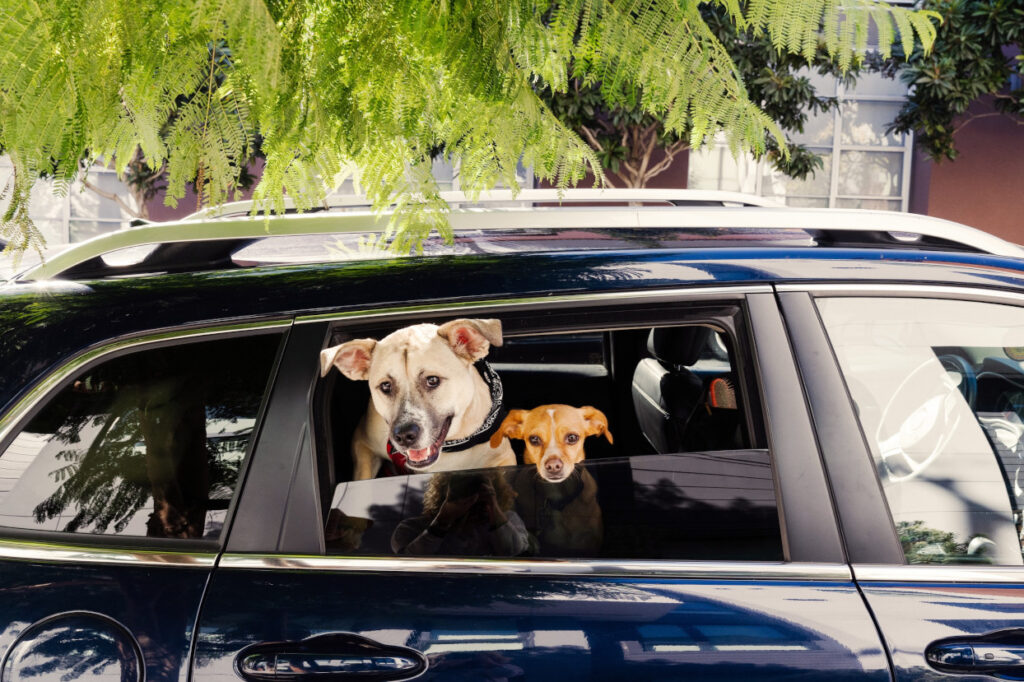 ¿Dejar o llevar a tu mascota en tu próximo viaje? Airbnb responde