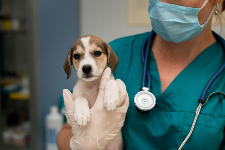 Día Mundial del Veterinario: la profesión que podría prevenir más de 2 millones de muertes humanas al año